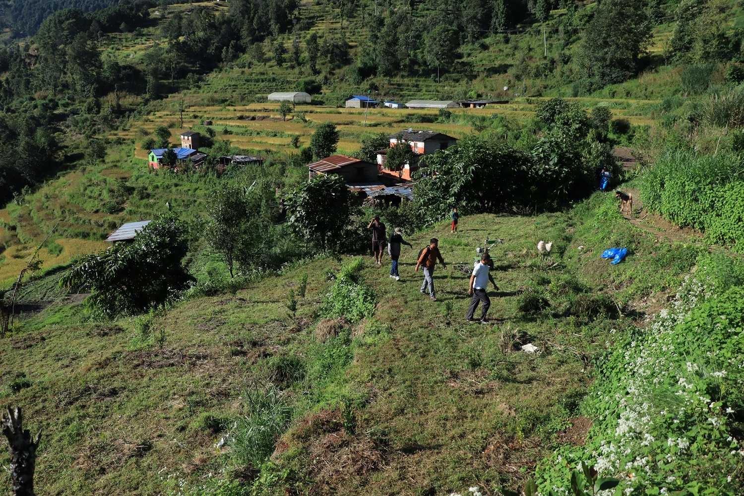 झाडी फाडेर फलफूलखेती